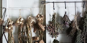 drying flowers