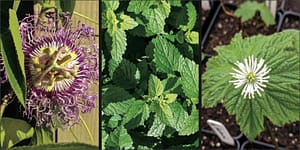 medicinal herb garden