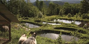 sheep looking out on farm