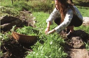 arugula
