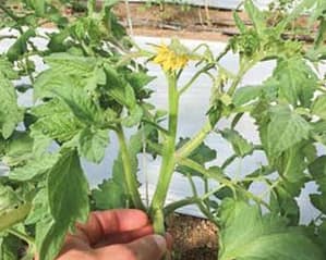 Stem and flower of a tomato plant