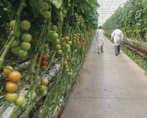 Tomatoes in a cluster on a vine in a greenhouse