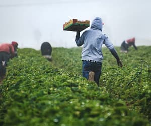 glyphosate