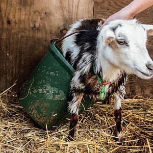 goats