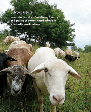 silvopasture and goats