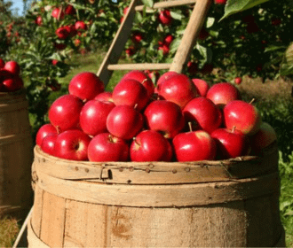 cidermaking