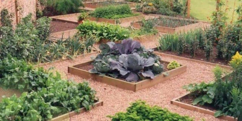 OrganizedGardenBed_TheResilientGardener Multiple garden beds with vegetables