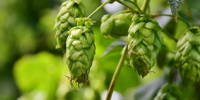 bs-hops-panorama_Yeti hops