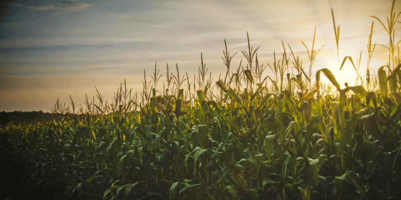 corn_banner_canva corn_banner_canva