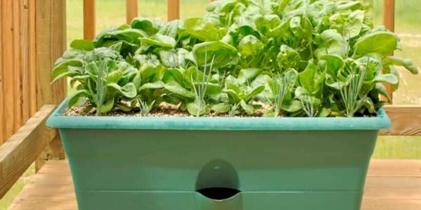 diyplantergrown_freshfood_bannersnack plants growing in planter