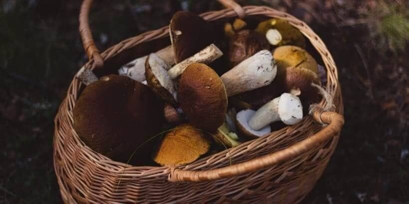 edible mushrooms banner basket of mushrooms