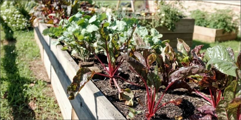 gardenbed_bannersnack