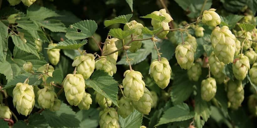 hops hops