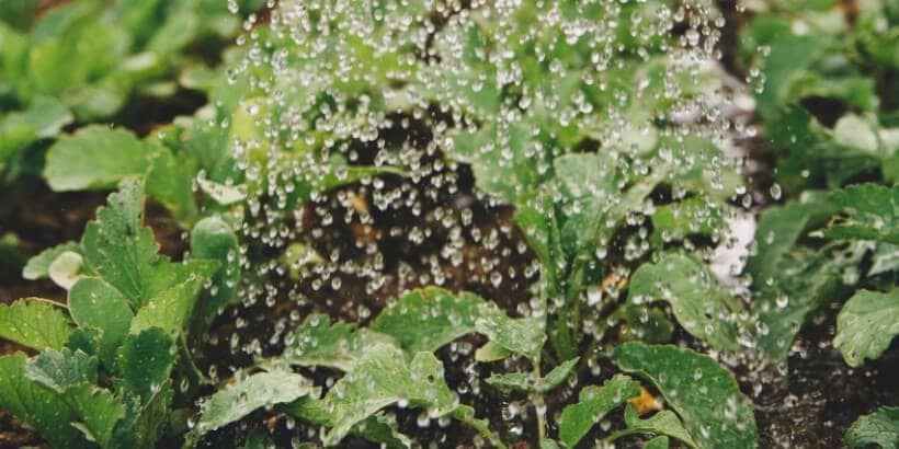 miraculousabundance-panorama-unsplash droplets on spiderweb and plant