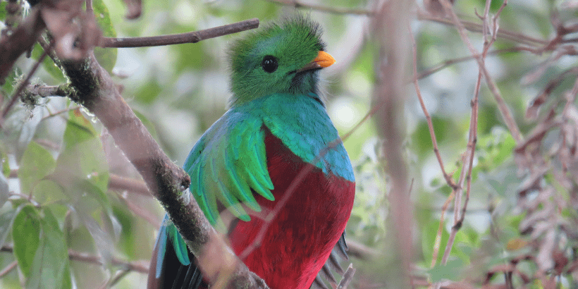 resplendentquetzal_bigyearthatflewby_book