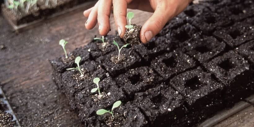 soilblocks_organicgrower_book