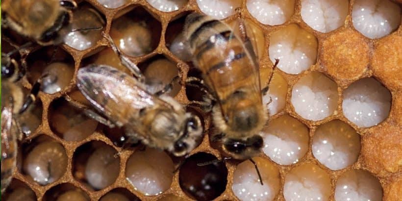 topbarbeekeeping_proscons topbarbeekeeping_proscons