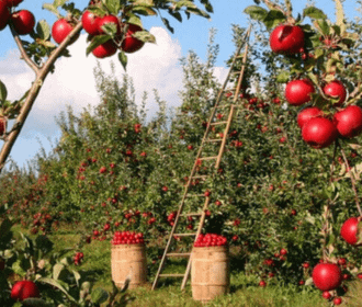 cidermaking