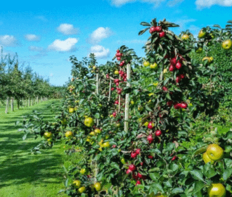 cidermaking