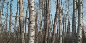 Quaking aspen grove in upstate New York. Notice the thick under- growth of shrubs as well as the snags with woodpecker holes.