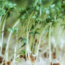 indoor gardening