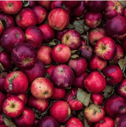 apples