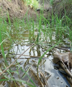 rain garden