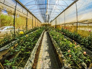 greenhouses