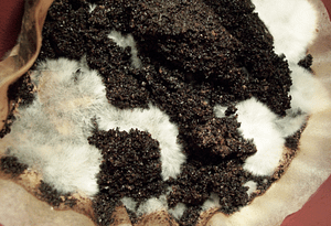 recycling mushrooms