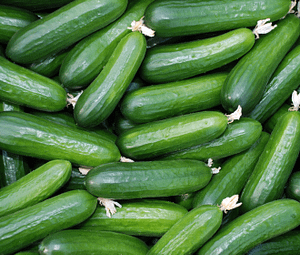 seed crop