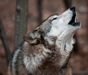 grey wolves