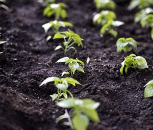 seed crop
