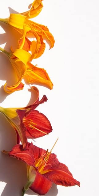 daylillies