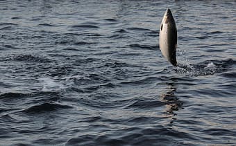 salmon jumping out of water