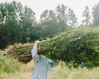 person carrying plants