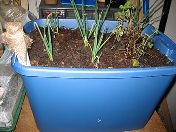 plants growing in plastic bucket