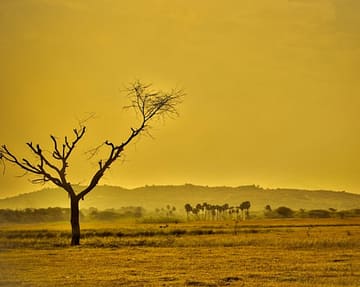 bare tree in dry landscape