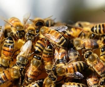 beehive