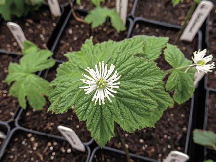 medicinal herb garden - golden seal