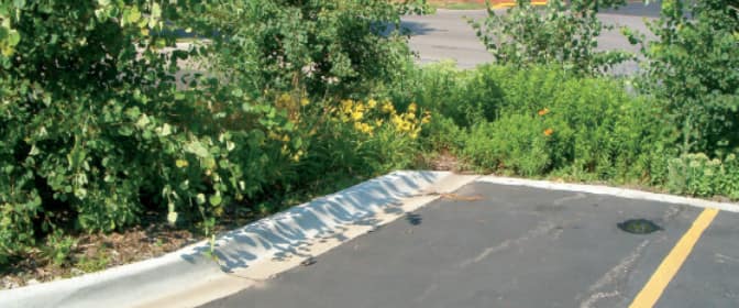 rain garden