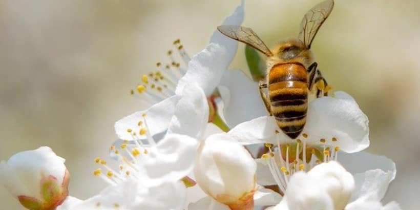 bee_Bannersnack-High-Quality bee_Bannersnack-High-Quality