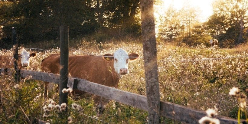 cows_independentfarmstead_book pick land