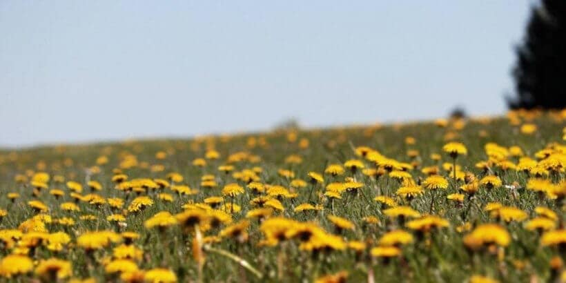 dandelions-banner-panorama field of dandelions
