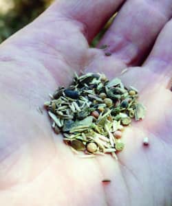 collecting seeds