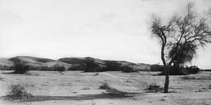 mesquite in desert