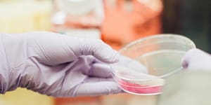 A hand wearing a rubber medical glove holding a tray with pink bacteria inside