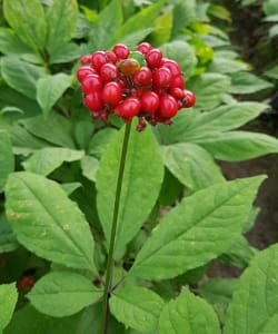 Ginseng plant