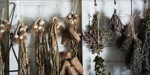 Drying herbs