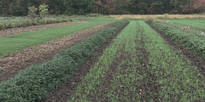 cover crops