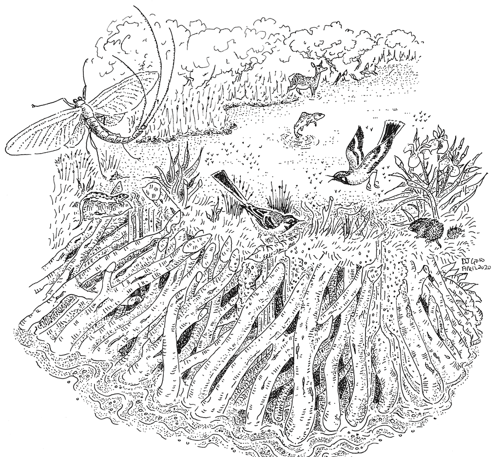 dam for beavers